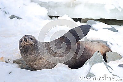 The Antarctic fur seal, sometimes called the Kerguelen fur seal, also known as Arctocephalus gazella sitting on the ice Stock Photo