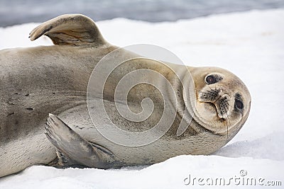 Antarctic fur seal - South Shetland Islands - Antarctica Stock Photo