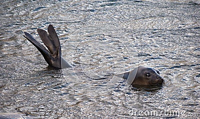 Antarctic fur seal swimming and diving in South Georgia Antarctica Stock Photo