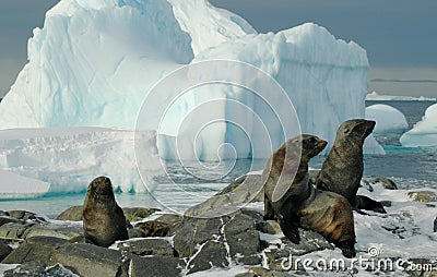 Antarctic fur seals Stock Photo