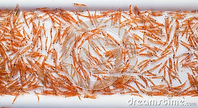 A mid-water trawl catch of Antarctic Krill, Stock Photo