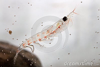 Antarctic krill near the stone floats Stock Photo