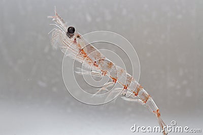 Antarctic krill in the water column of the Southern Ocean Stock Photo