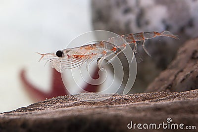 Antarctic krill, which floats in the water near the Stock Photo