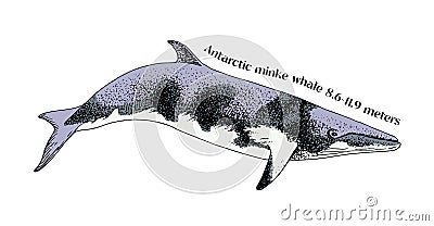 Hand drawn Antarctic Minke Whale Vector Illustration