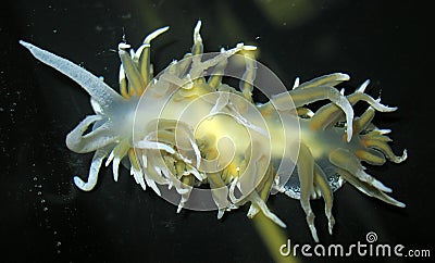 Antarctic mollusc Stock Photo