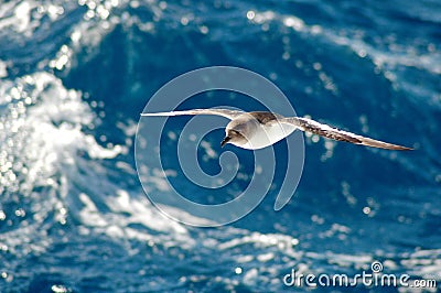 Antarctic petrel Stock Photo