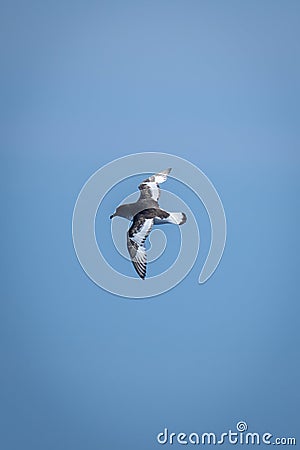 Antarctic petrel flies in clear bue sky Stock Photo