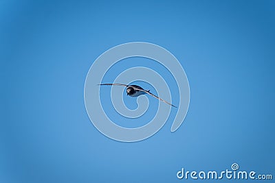 Antarctic petrel glides in clear blue sky Stock Photo