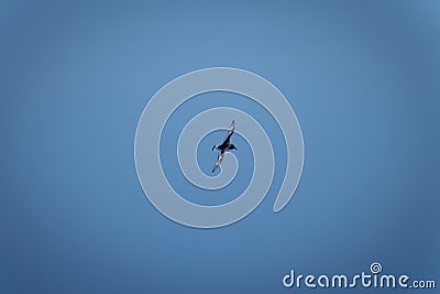 Antarctic petrel gliding in clear blue sky Stock Photo