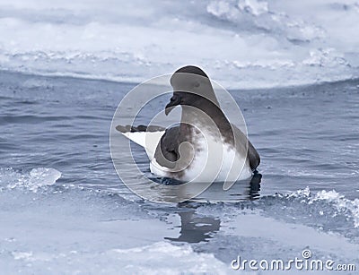 Antarctic petrel sitting on water Stock Photo