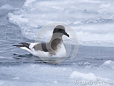 Antarctic petrel sitting on the water between the ice Stock Photo