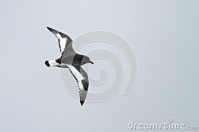 Antarctic Petrel, Thalassoica antarctica Stock Photo