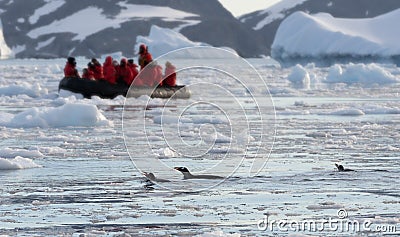 3 Gentoo penguins swimming in Cierva Cove with tourist Zodiac in the background Stock Photo