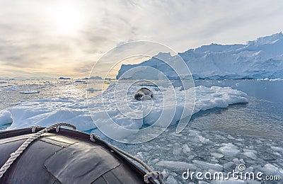 Antarctic tourists watch a leopard seal (Hydrurga leptonyx) on an ice floe in Cierva Cove Stock Photo