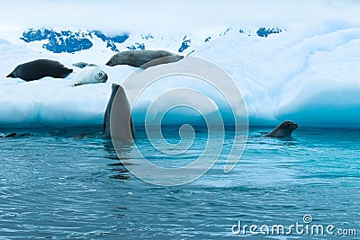 Antarctica, A curious crab eater seal check on his friends sleeping on an iceberg Stock Photo