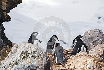 Antarctica, group of Adelie Penguins. Nature and landscapes of Antarctic Stock Photo