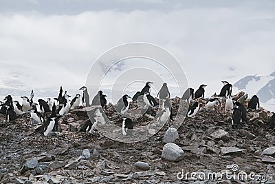 Antarctica, group of Adelie Penguins. Nature and landscapes of Antarctic Stock Photo