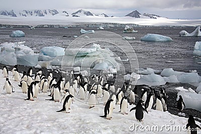 Antarctica - Penguins on Paulet Island Stock Photo