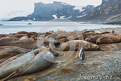 Antarctica wildlife nature, gentoo penguin standing near elephant seals on Livingston island Stock Photo