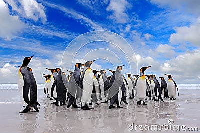 Antarctica wildlife, penguin colony. Group of king penguins coming back from sea to beach with wave and blue sky in background, Stock Photo