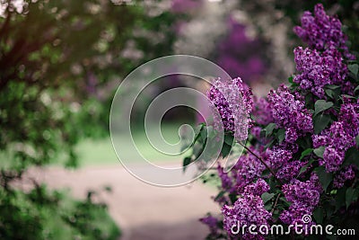 Antasy bLilac trees in blossom Stock Photo