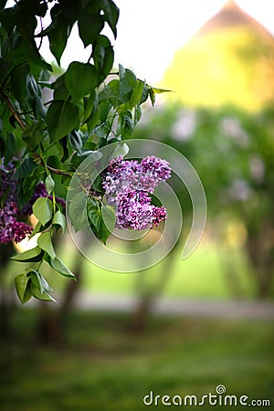 Antasy bLilac trees in blossom Stock Photo