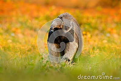 Anteater, cute animal from Brazil. Giant Anteater, Myrmecophaga tridactyla, animal with long tail and log muzzle nose, Pantanal, B Stock Photo
