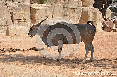 Antelope Stock Photo