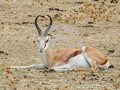 Antelope Stock Photo