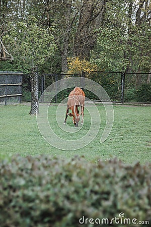 Antelope bongo on green grass in zoo Stock Photo