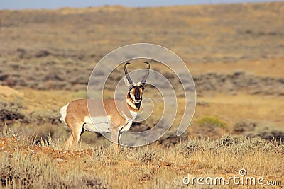 Antelope Buck Stock Photo