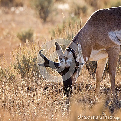Antelope Buck Grazing Stock Photo