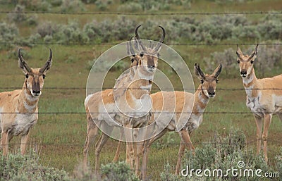 Antelope Bucks Being Curious Stock Photo