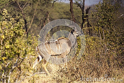 Antelope In The Bushes Stock Photo