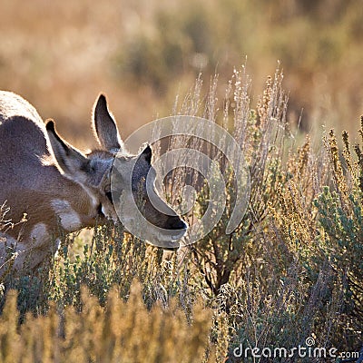 Antelope Calf Grazing Stock Photo