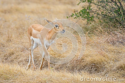 Antelope Calf Stock Photo