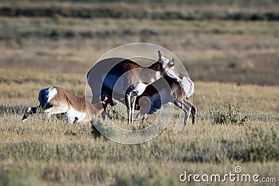 Antelope Calves Nursing Stock Photo