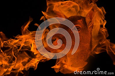 Antelope in the fire double exposure Stock Photo