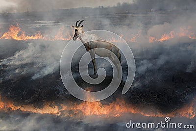 Antelope In fire land Stock Photo