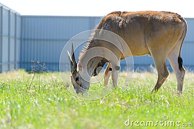 antelope Stock Photo