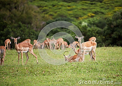 Antelope impala Stock Photo