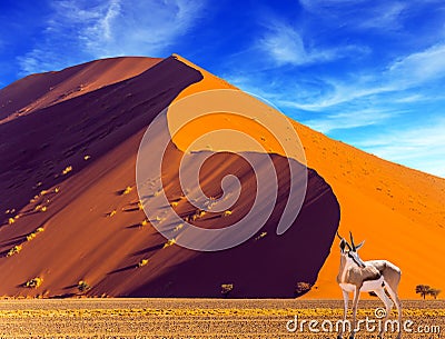 Antelope Impala and dune Stock Photo