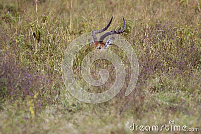 Antelope impala hiding in the grass savannah Stock Photo