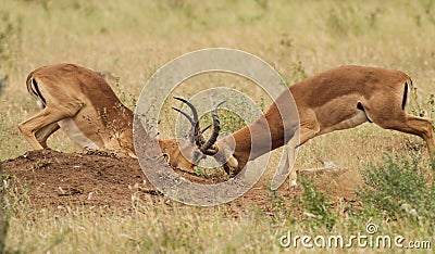 Antelope impala male Stock Photo