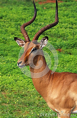 Antelope impala portraite Stock Photo