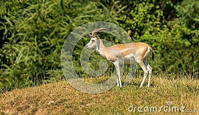 Antelope impala standing on small hill in front of trees Stock Photo