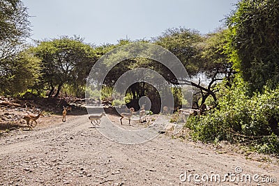 Antelope Impala in Tanzania Stock Photo