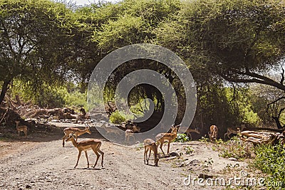 Antelope Impala in Tanzania Stock Photo