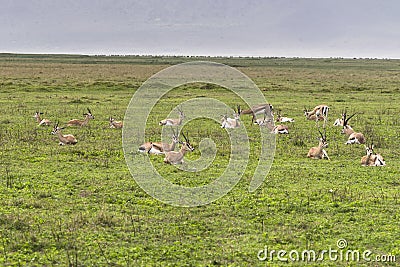 Antelope Impala in Tanzania Stock Photo